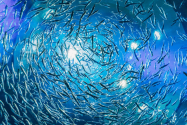 Scegliete il pesce di stagione (e non solo il Pesce d'aprile)